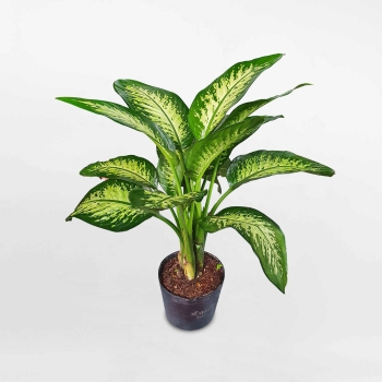 Cây vạn niên thanh bầu đất